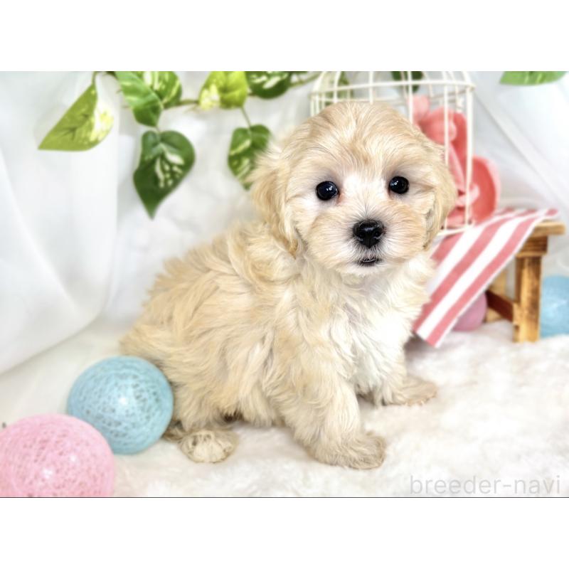 成約済の滋賀県のマルプー:マルチーズ×トイプードル-408972の3枚目